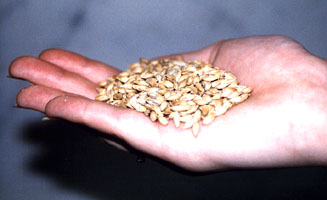 Uncrushed Grain